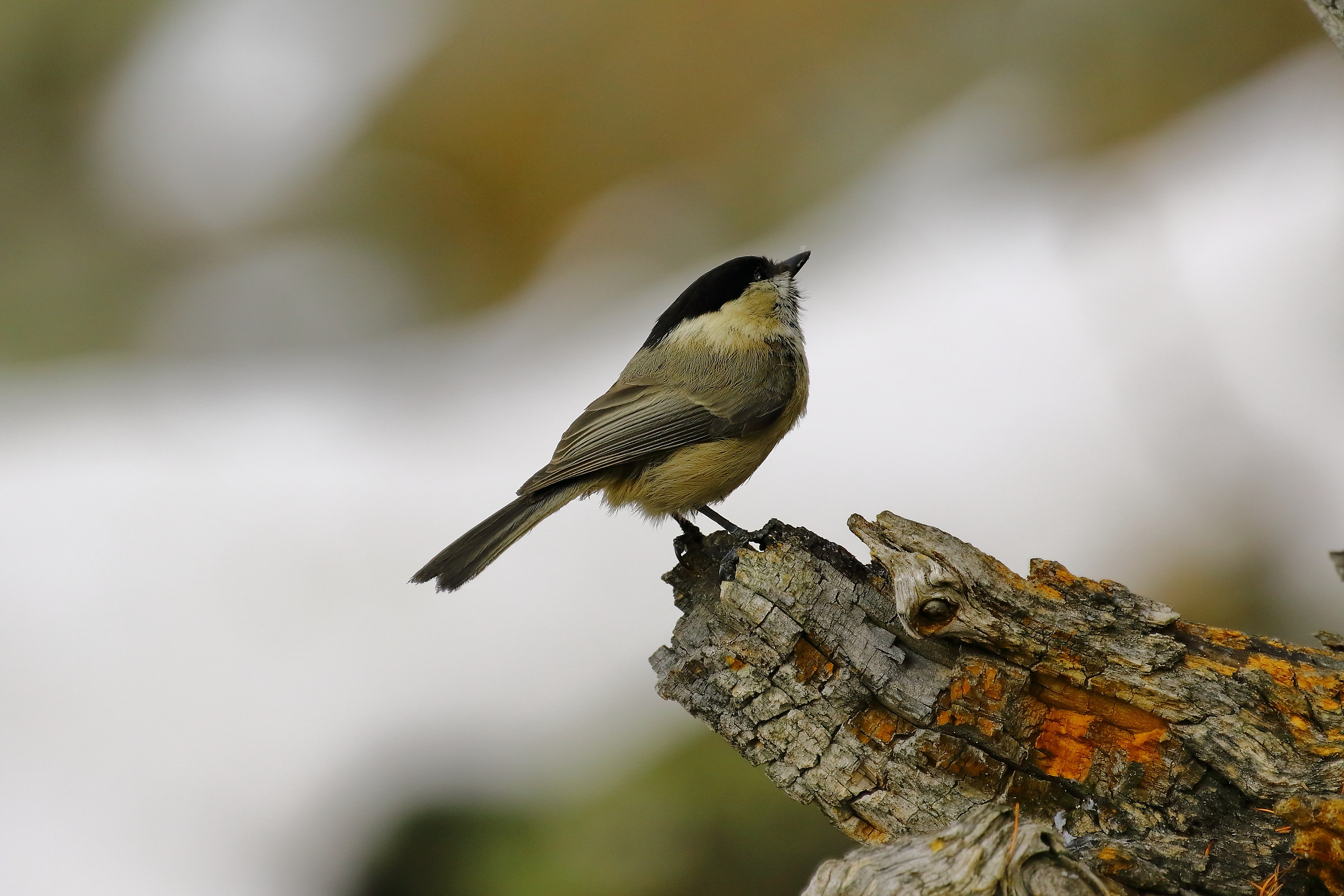 In an instant .. the alpine Tit - (Poecile montana)