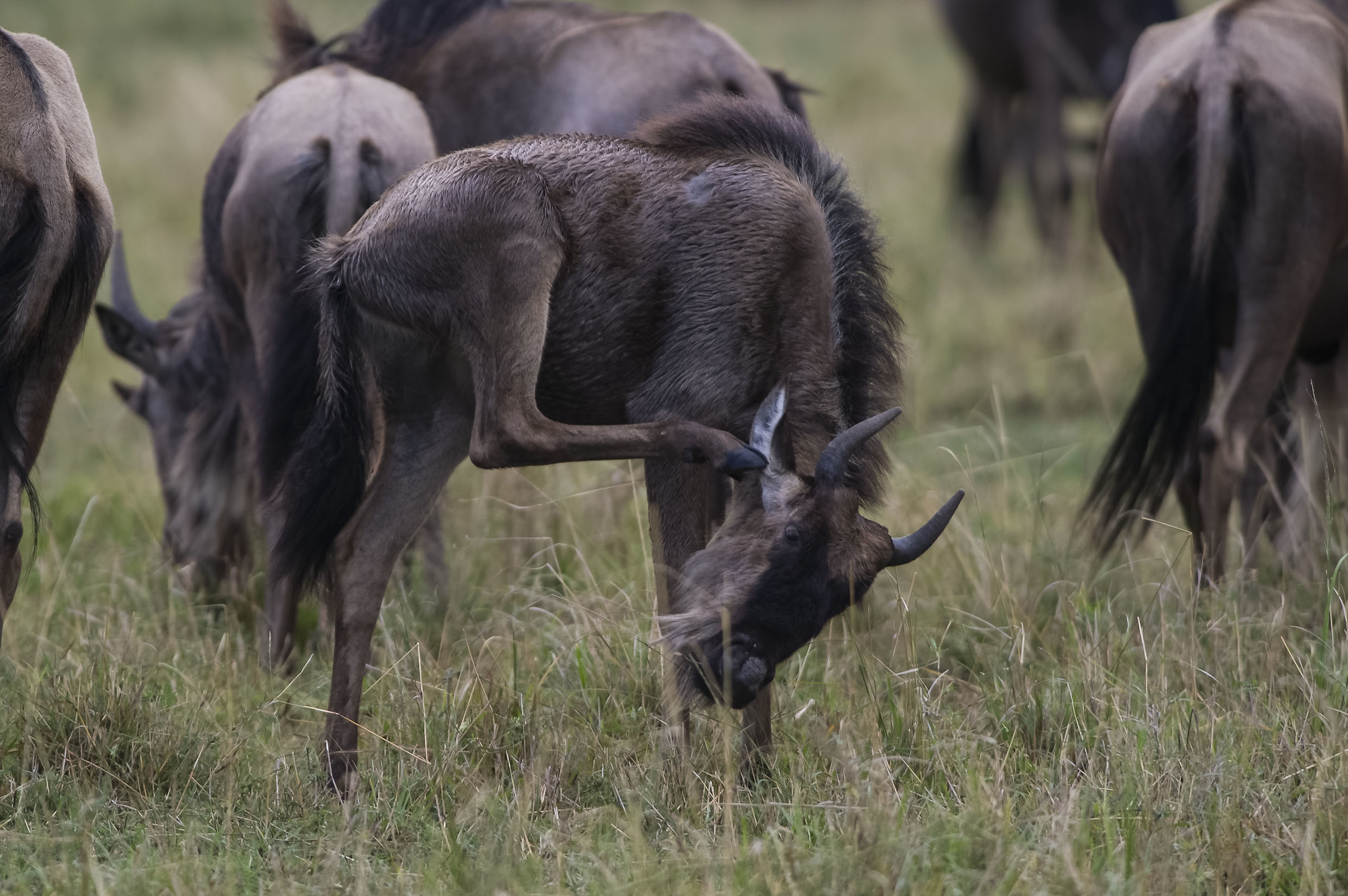 The scratching gnu