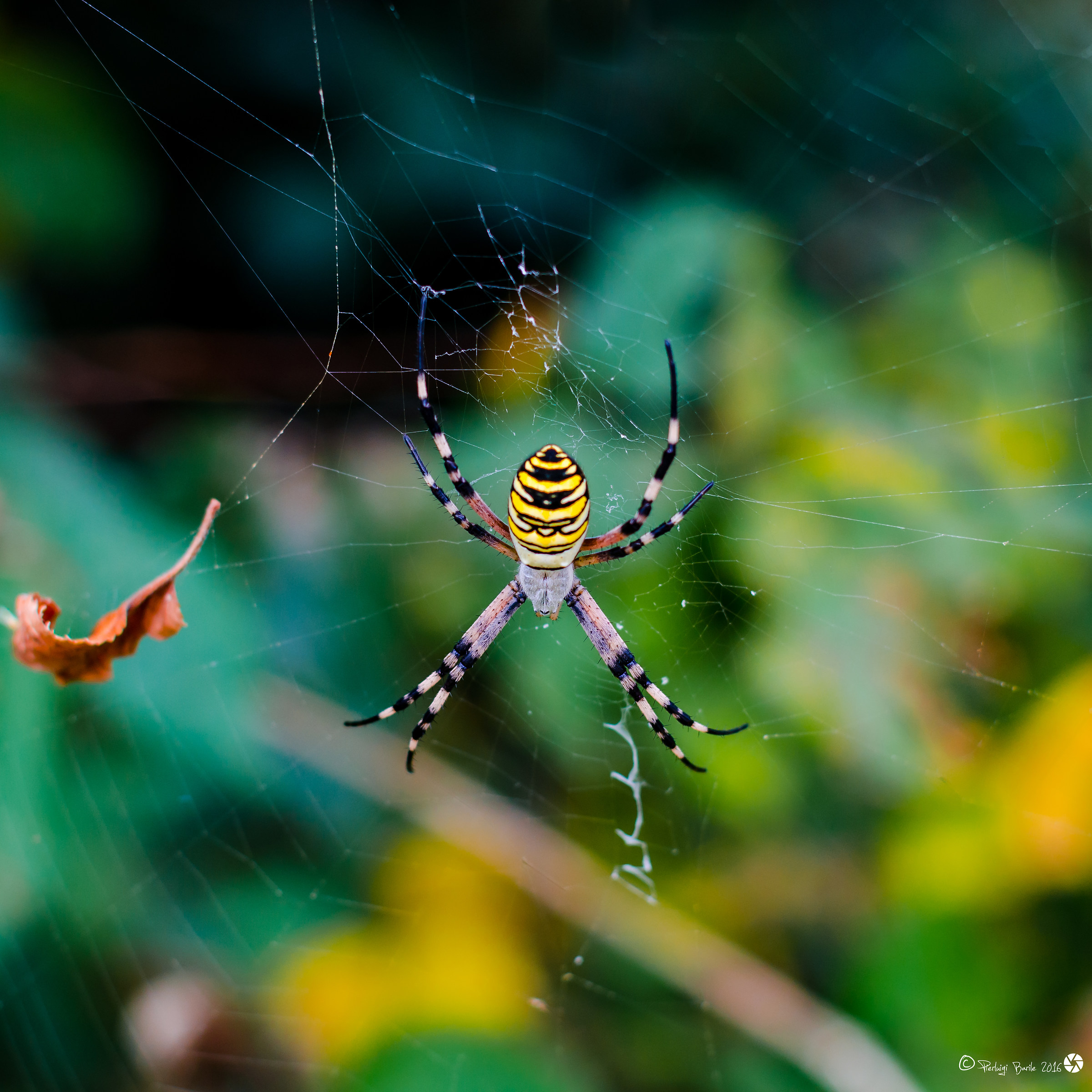 Argiope bruennichi