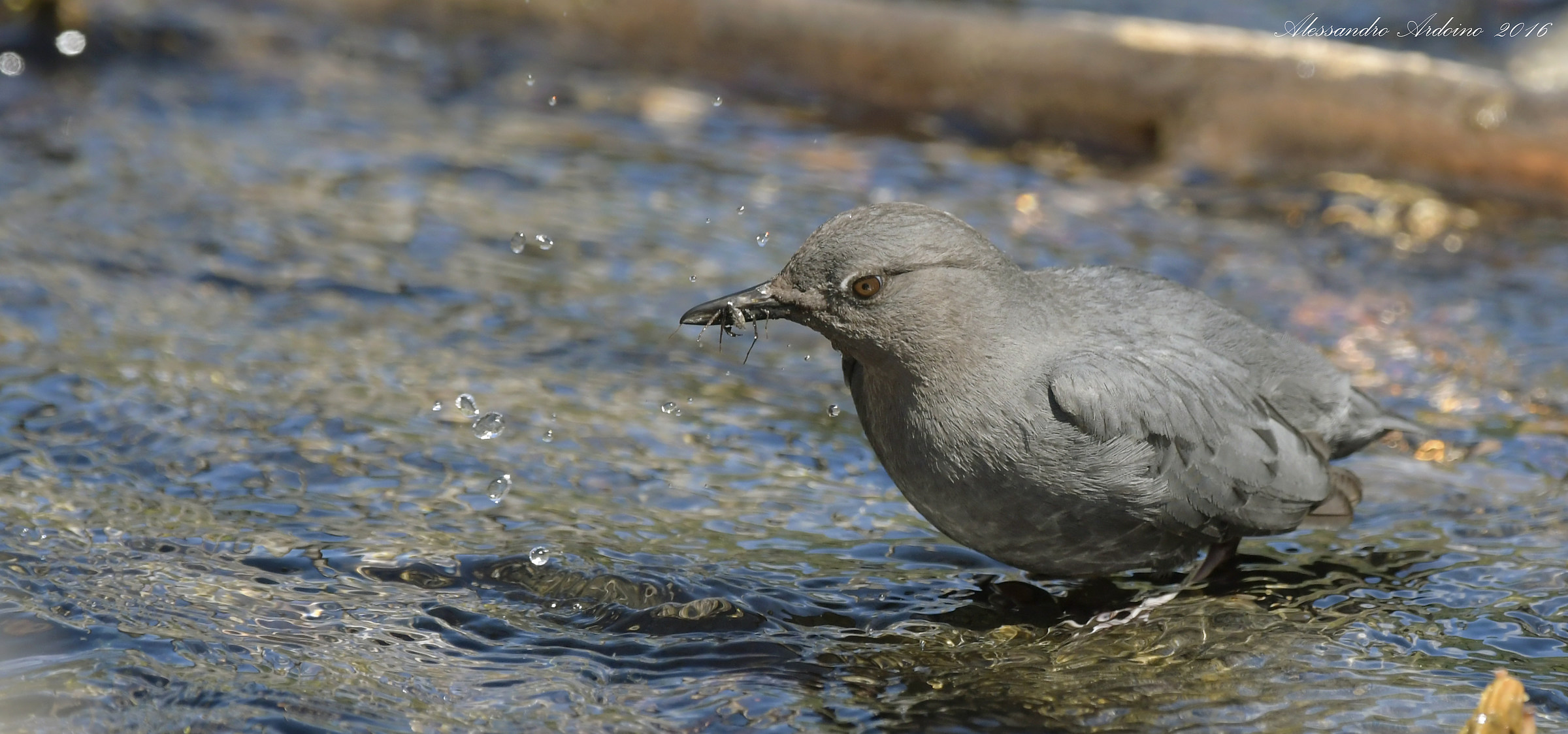 American Dipper ...