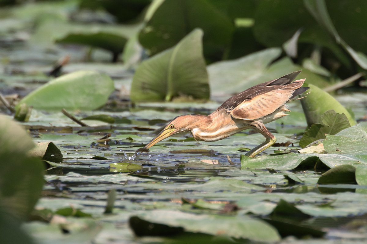 Tarabusina fishing on nannuferi
