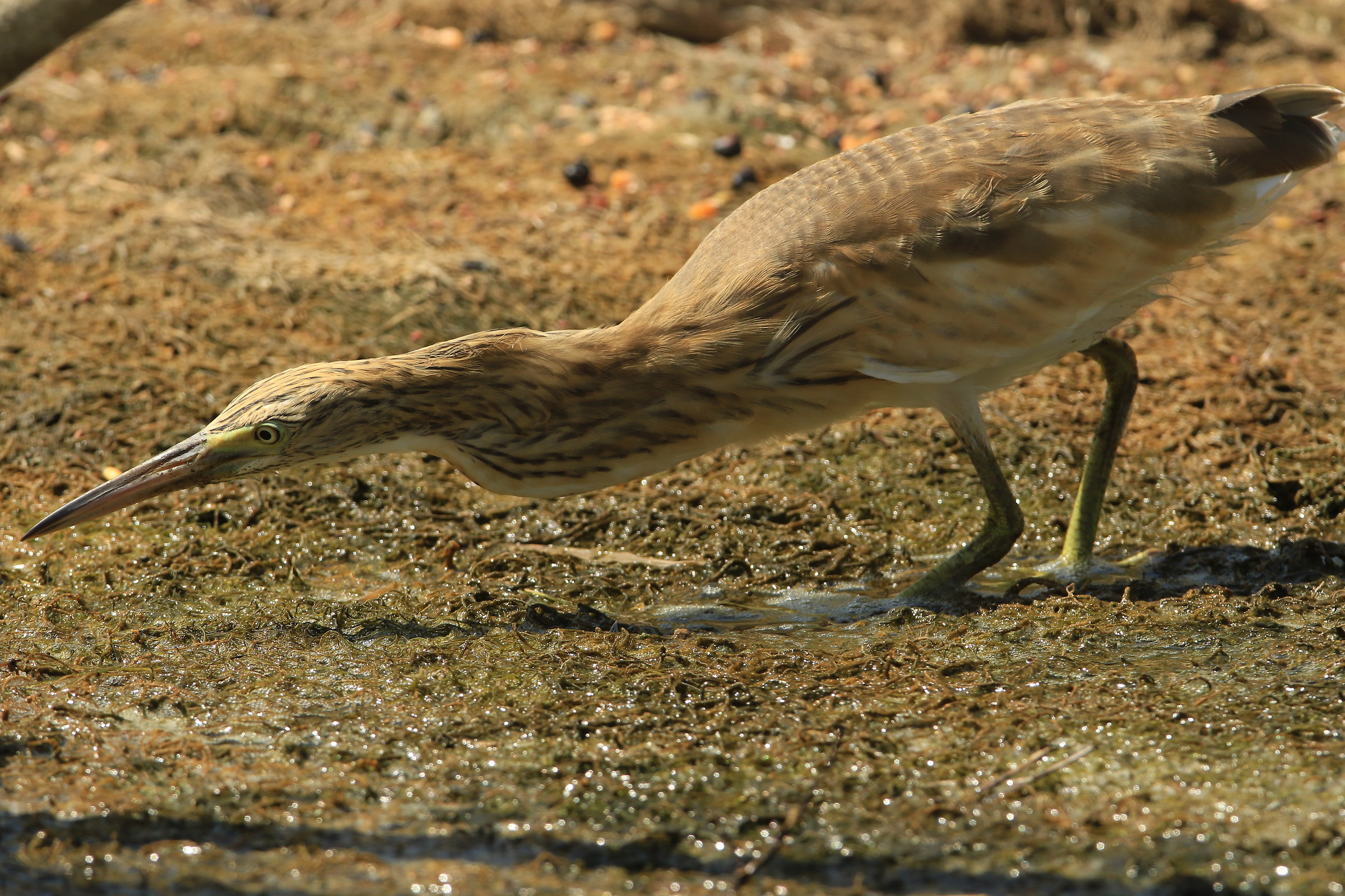 sgarza ciuffetto in caccia