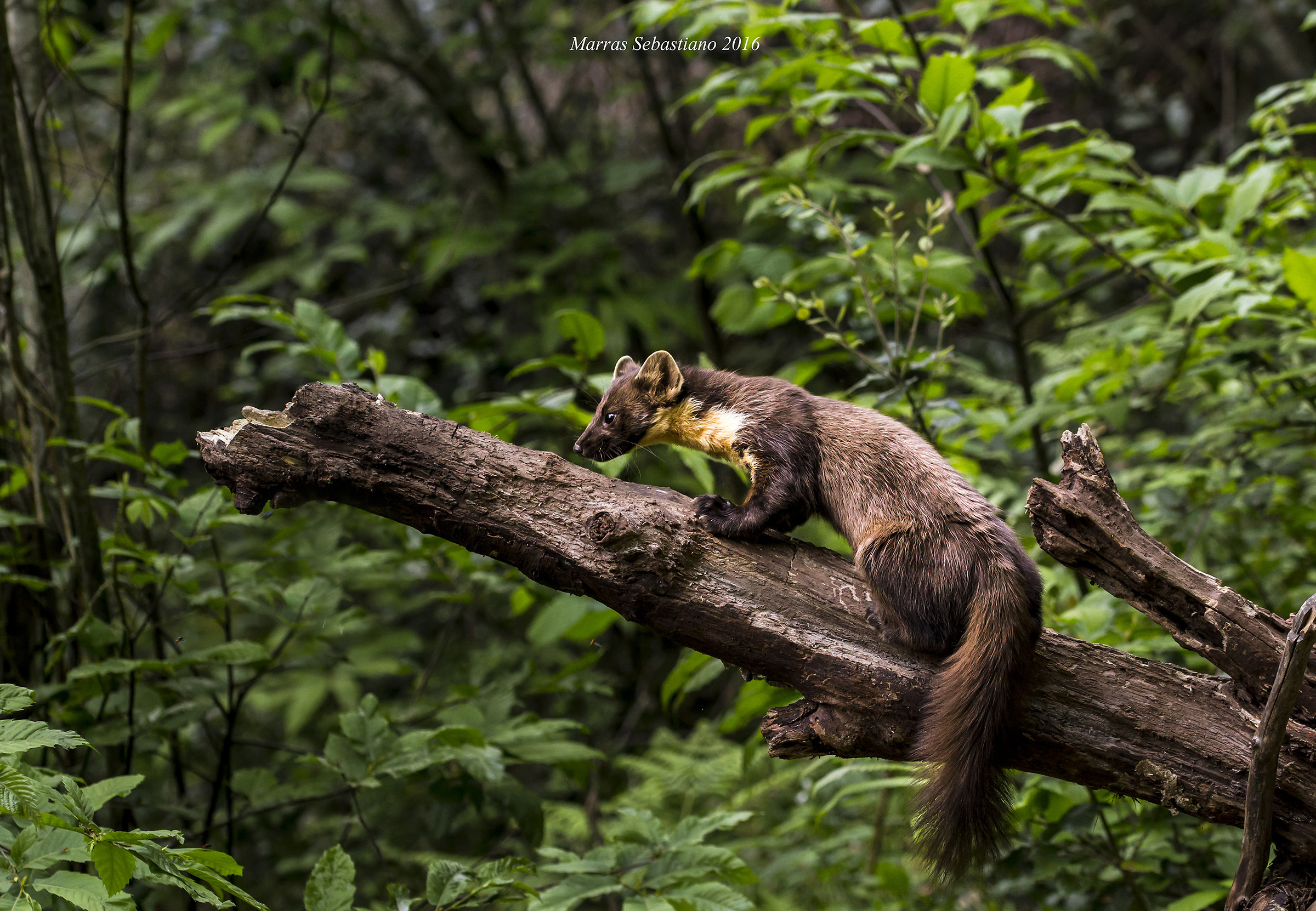 Martes Martes (martora)