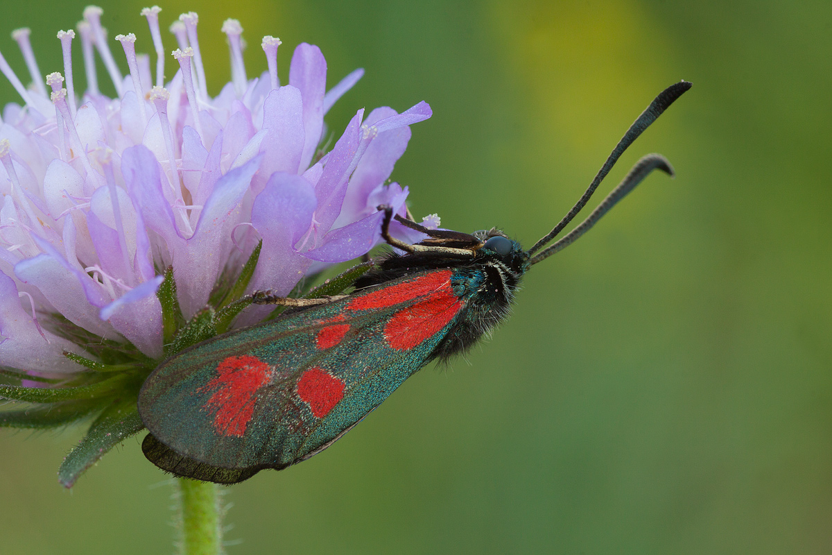Zygaena carniolica