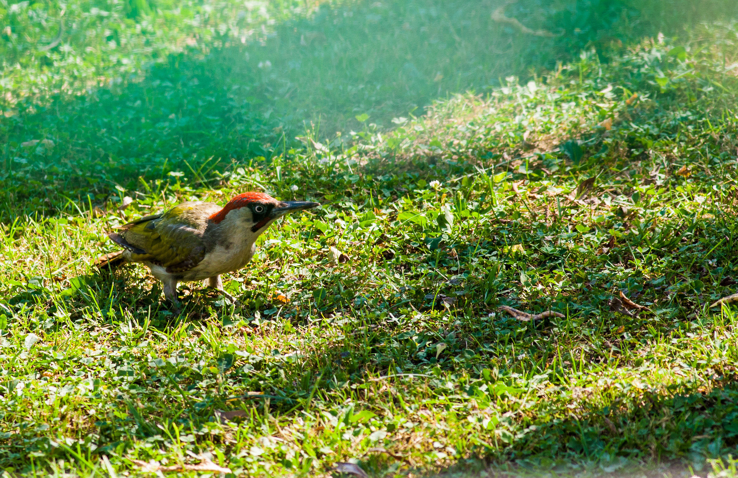 Picchio verde dal terrazzo