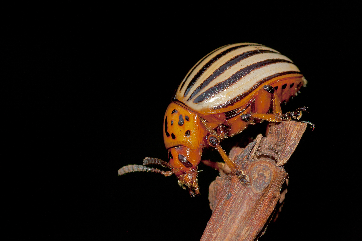 Leptinotarsa decemlineata