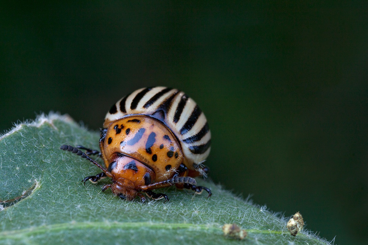 Leptinotarsa decemlineata 2