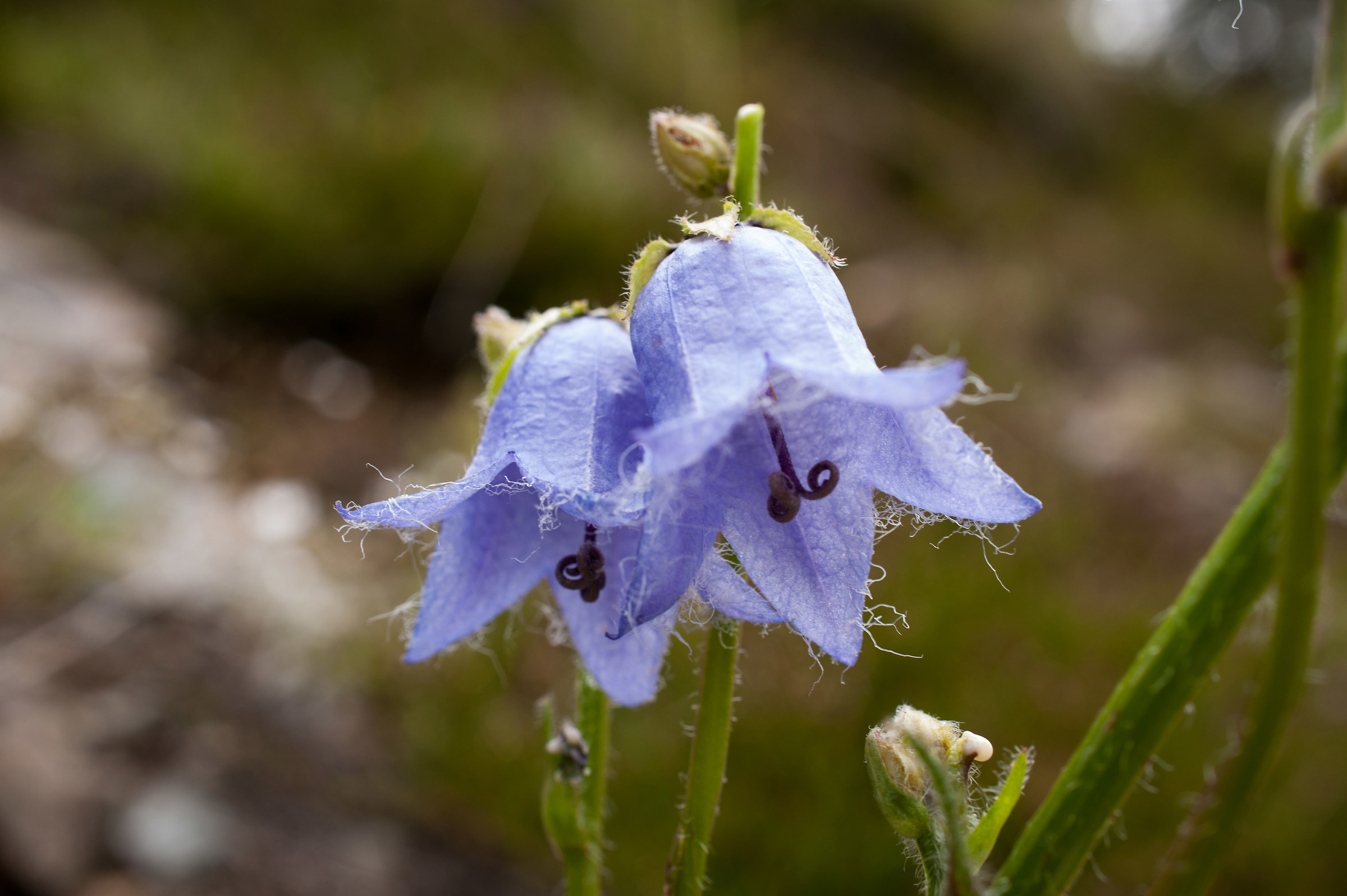 campanula