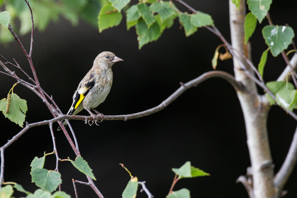 Cardellino giovane ambientato