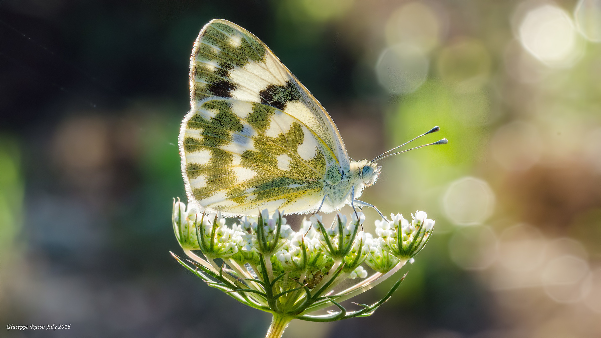 Pieris of daucus carrot