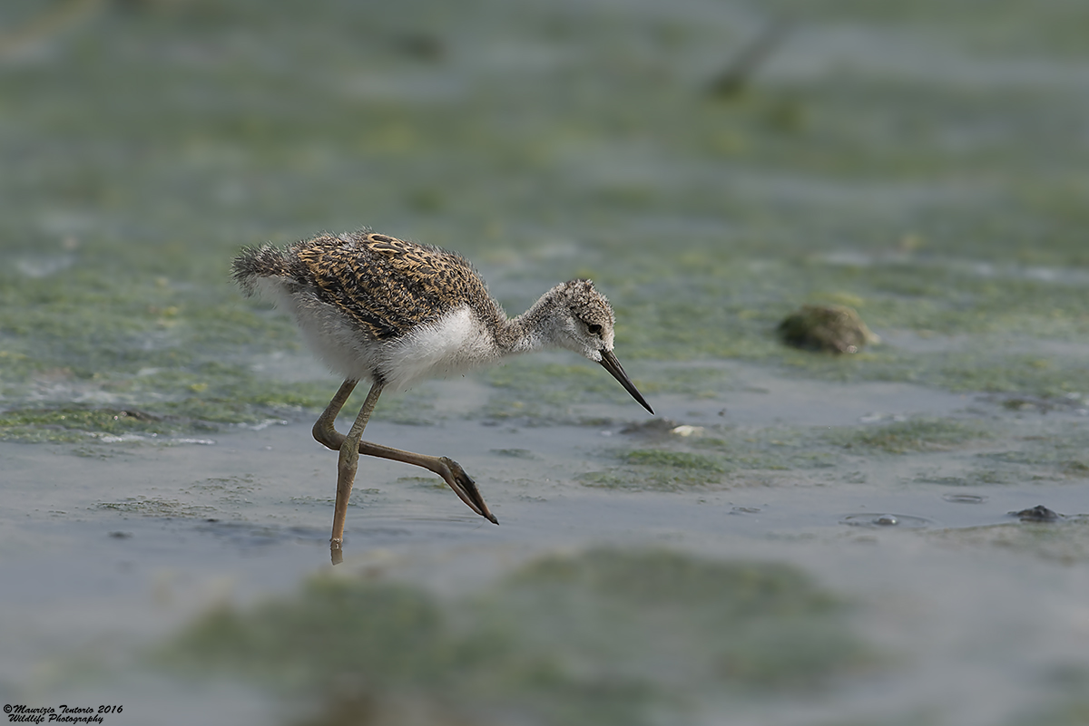 Pillo Cavaliere D'Italia