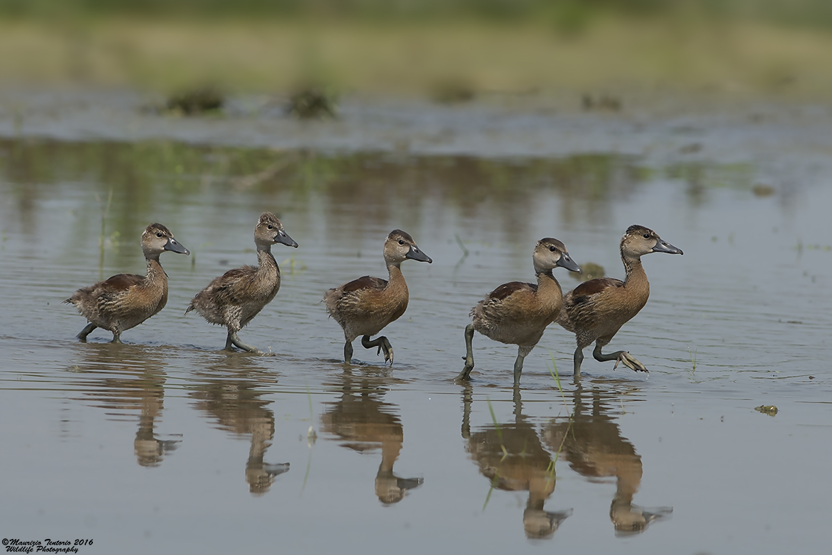 Pulli Dentrocigna facciabianca