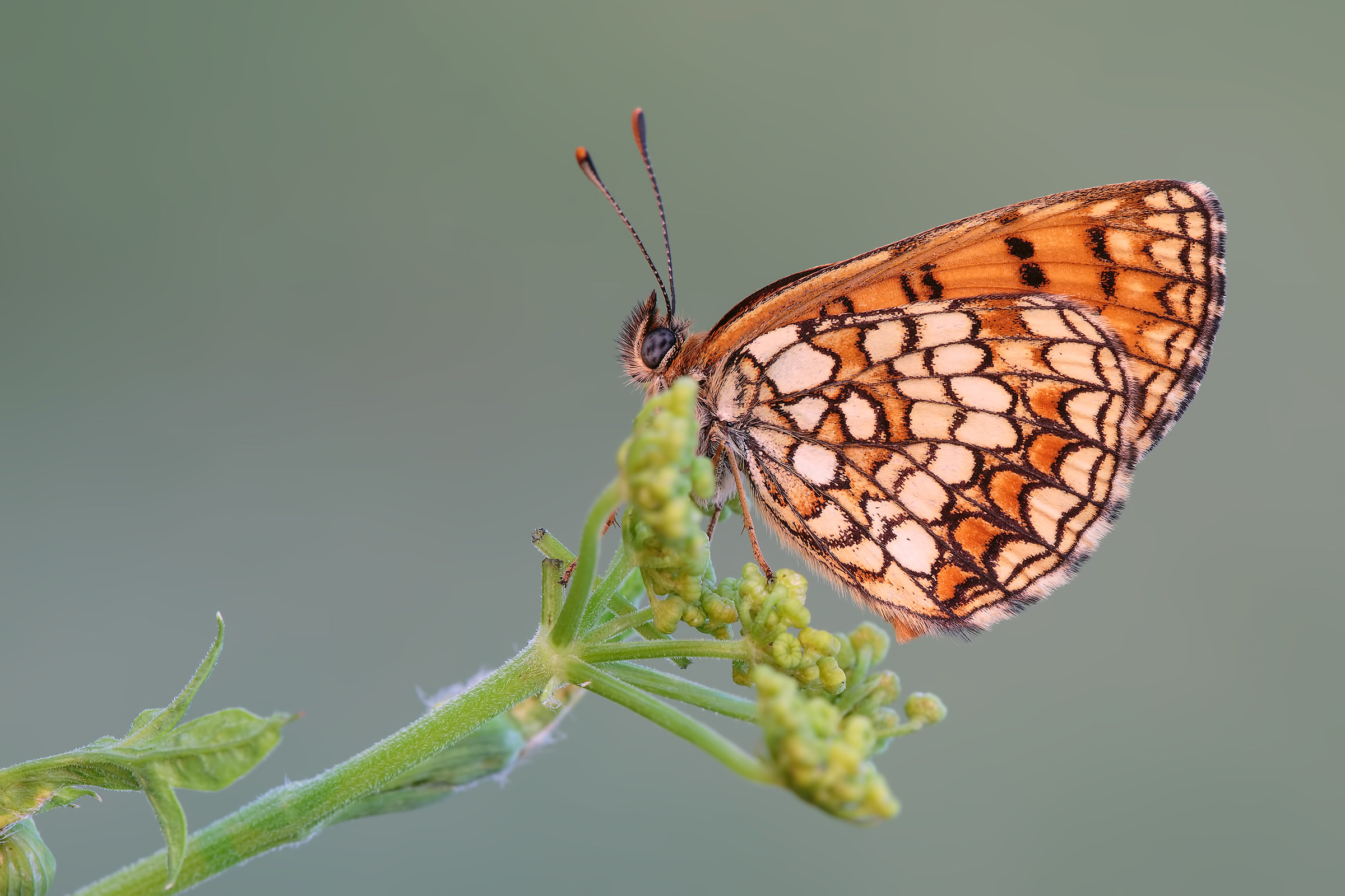 Melitaea Athalia