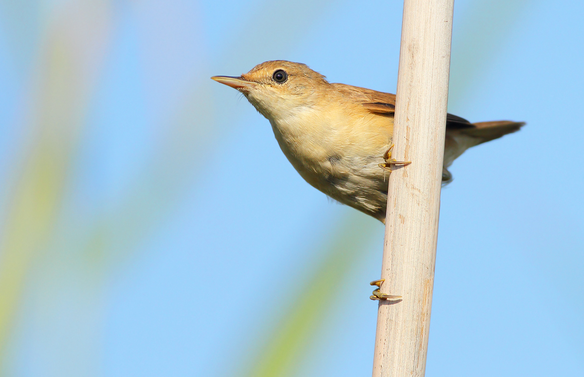 reed warbler