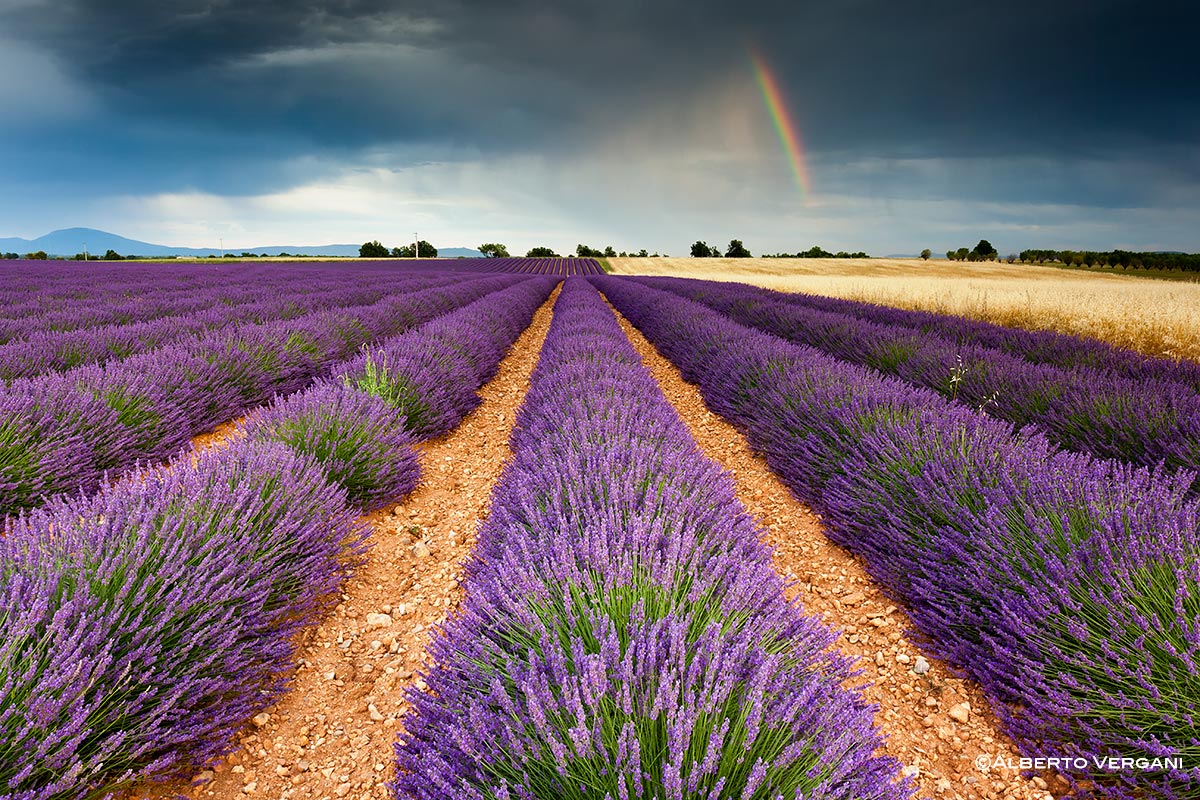 Plateau of Valensole