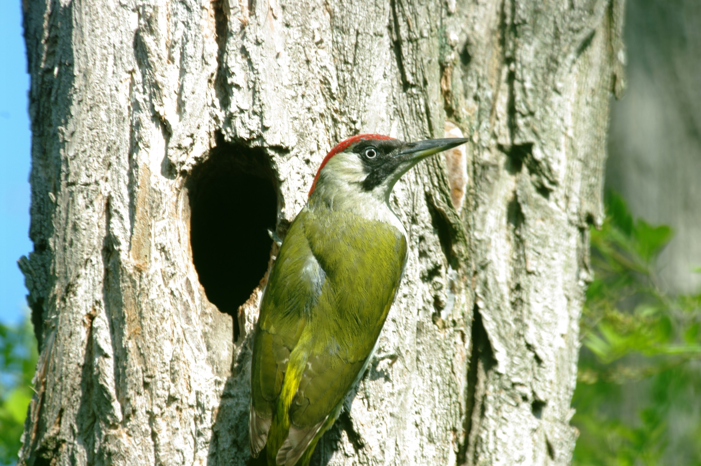 green woodpecker
