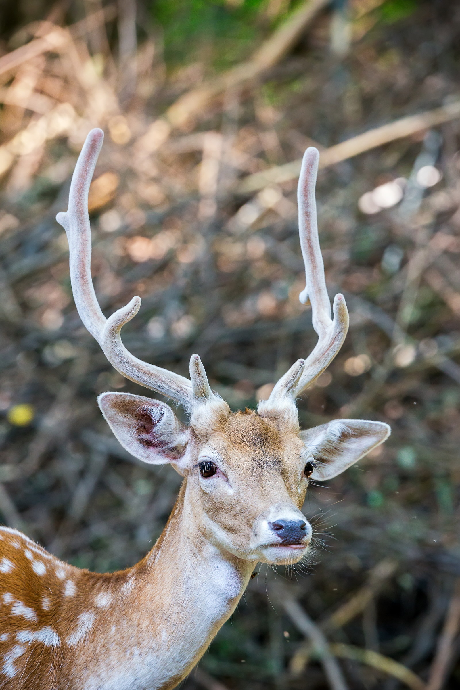 young deer