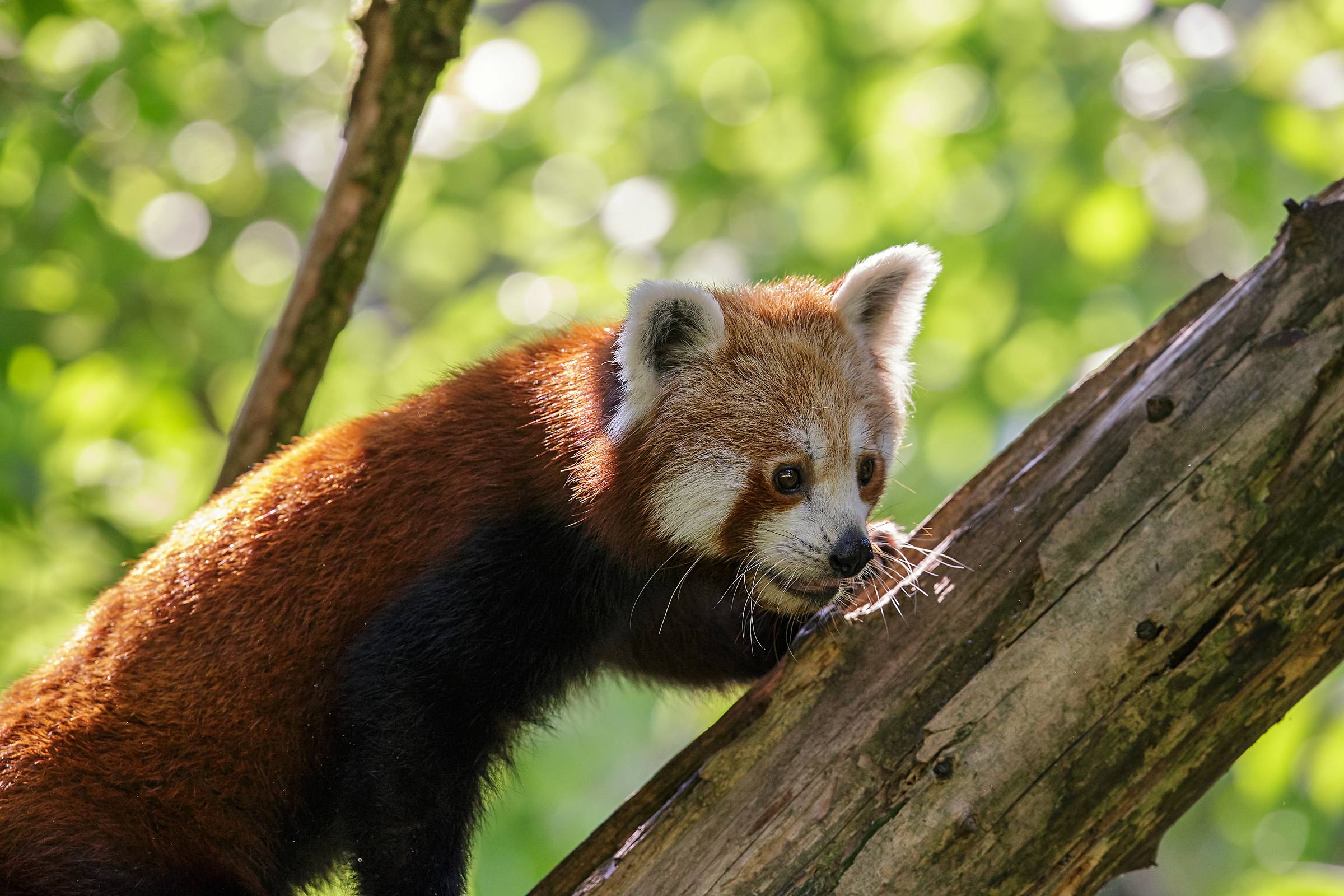 The cute red panda or Lesser Panda (aka firefox)