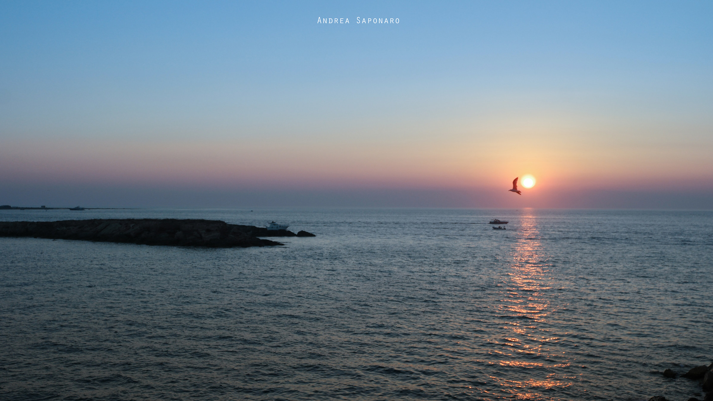 Gabbiano embracing at sunset