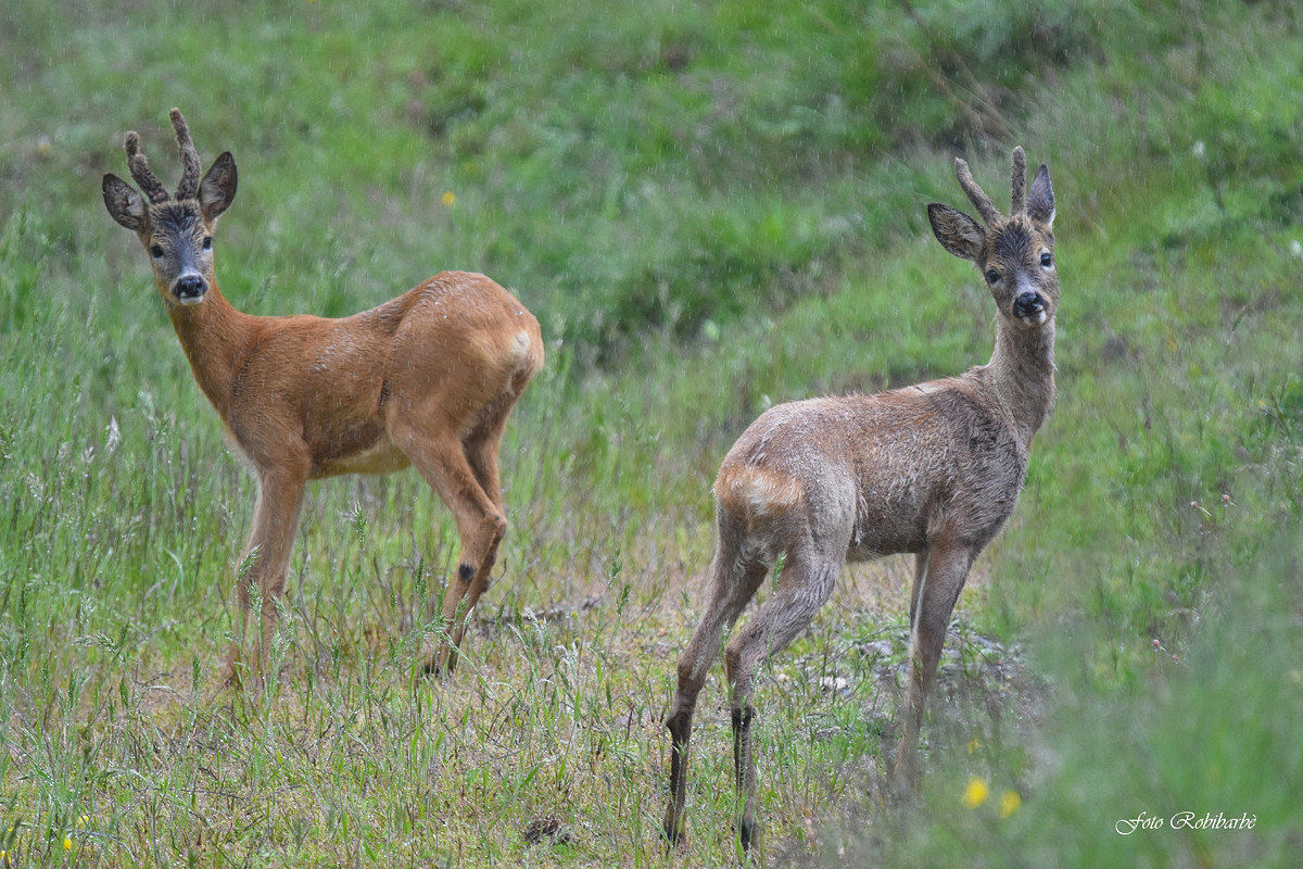 Caprioli ... piogerella ...