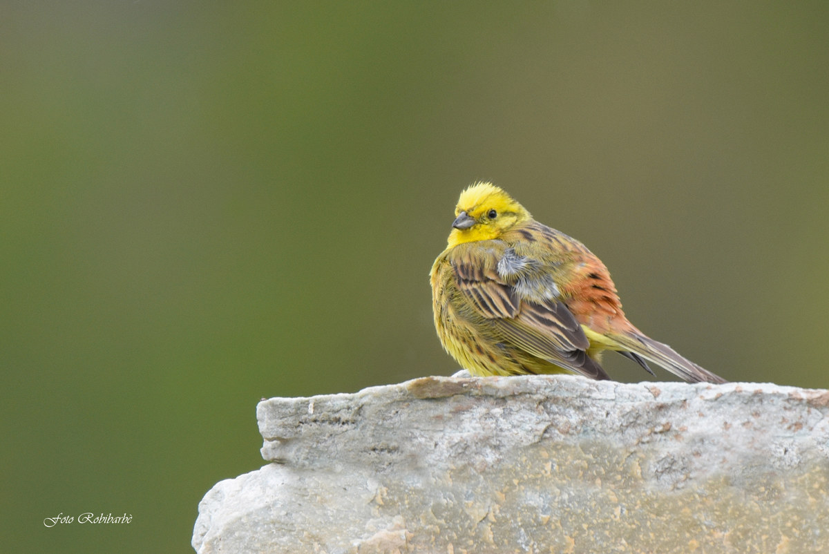Yellowhammer ...