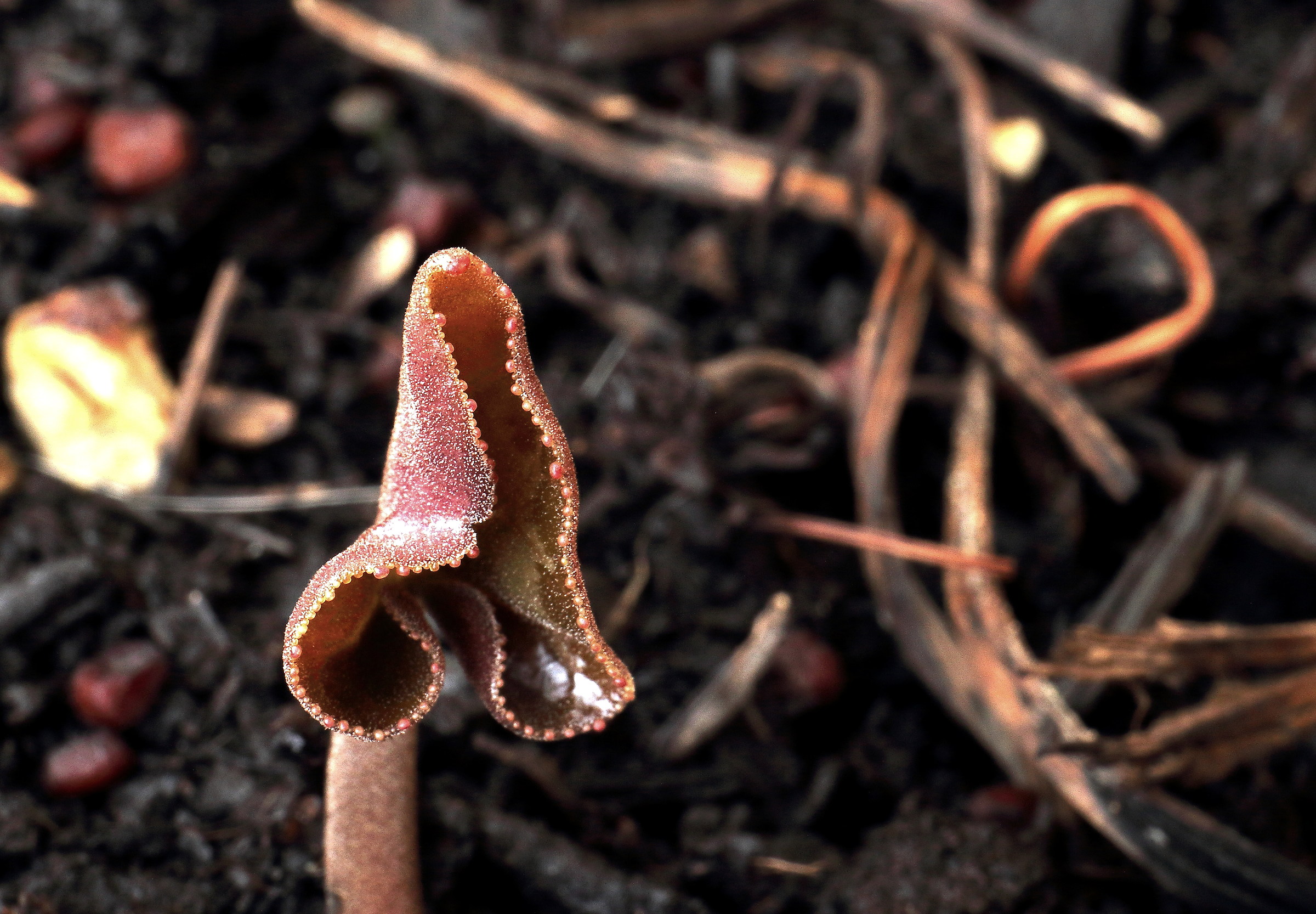 The revival of the cyclamen.