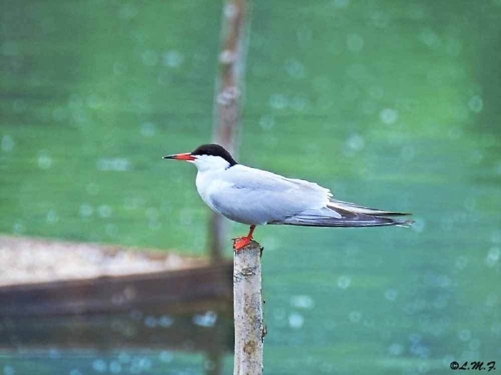 common tern