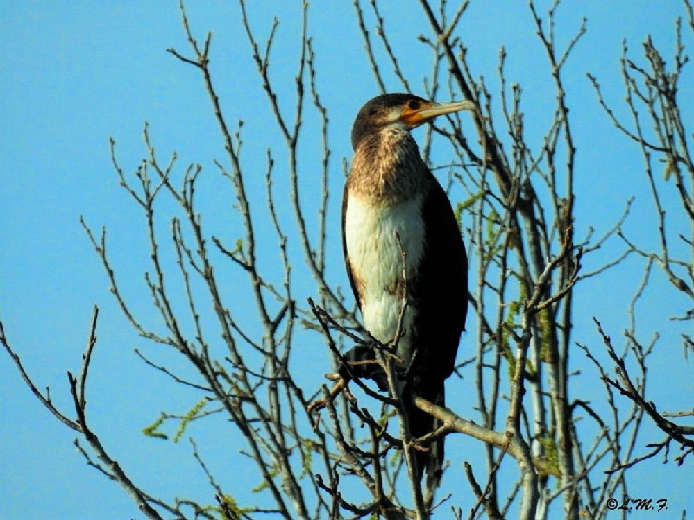 cormorant