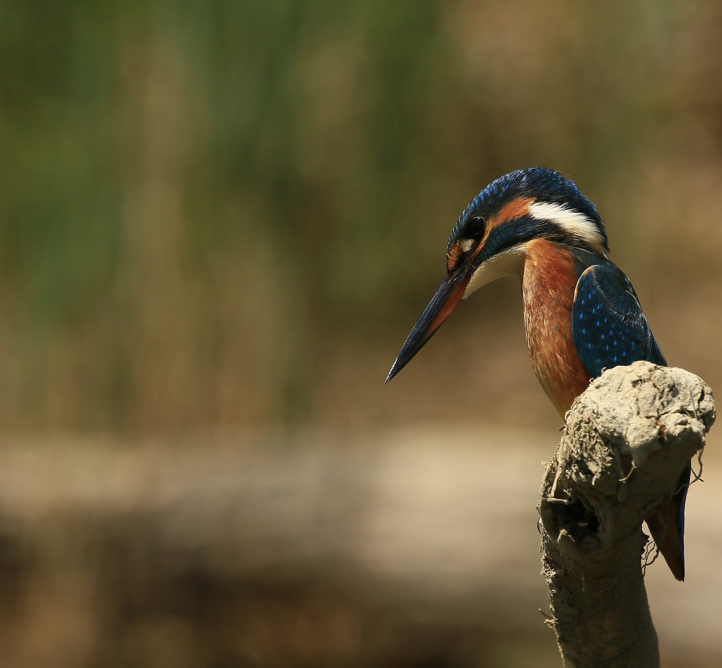 Kingfisher: a female super