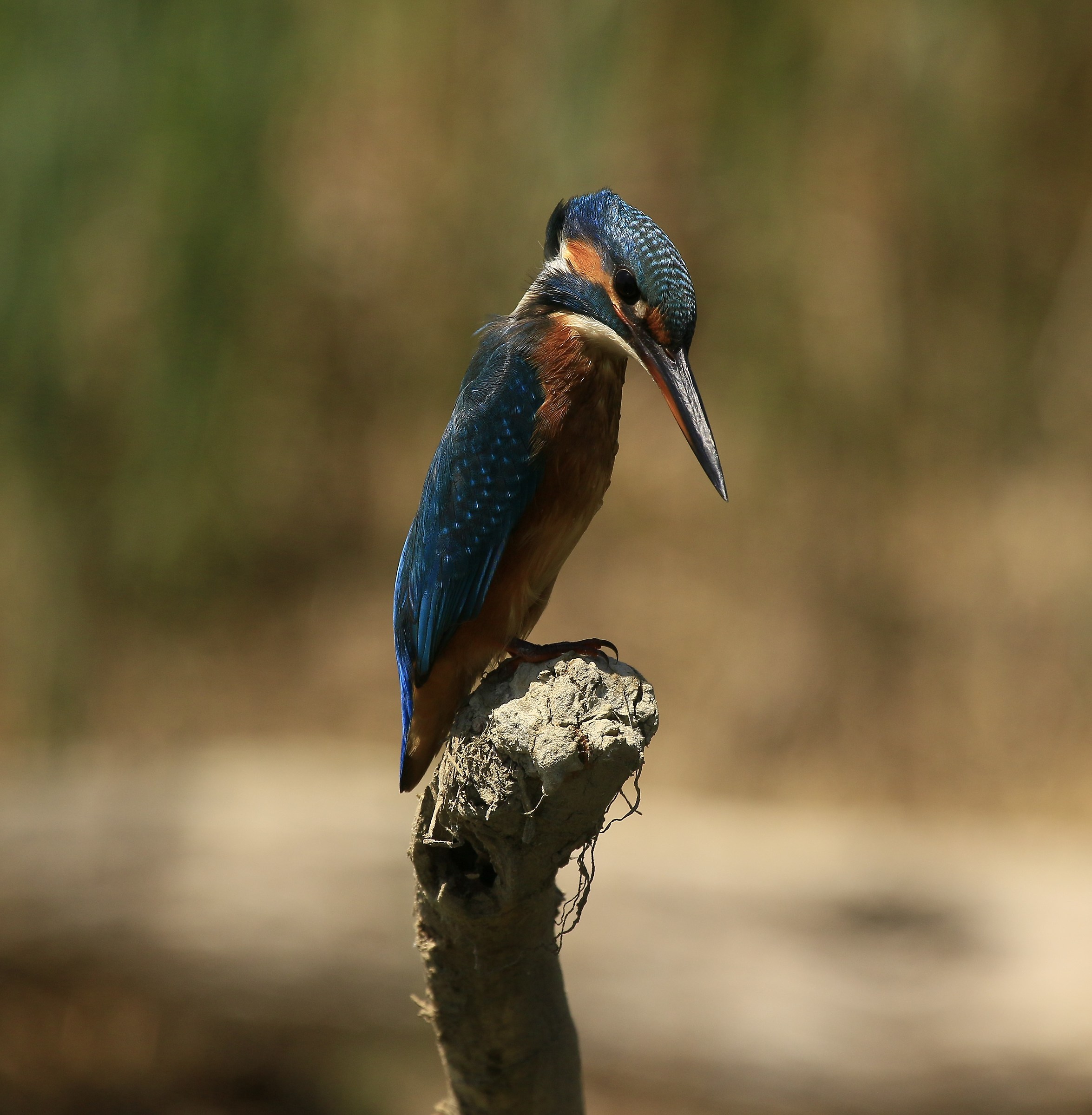 Martina always hunting