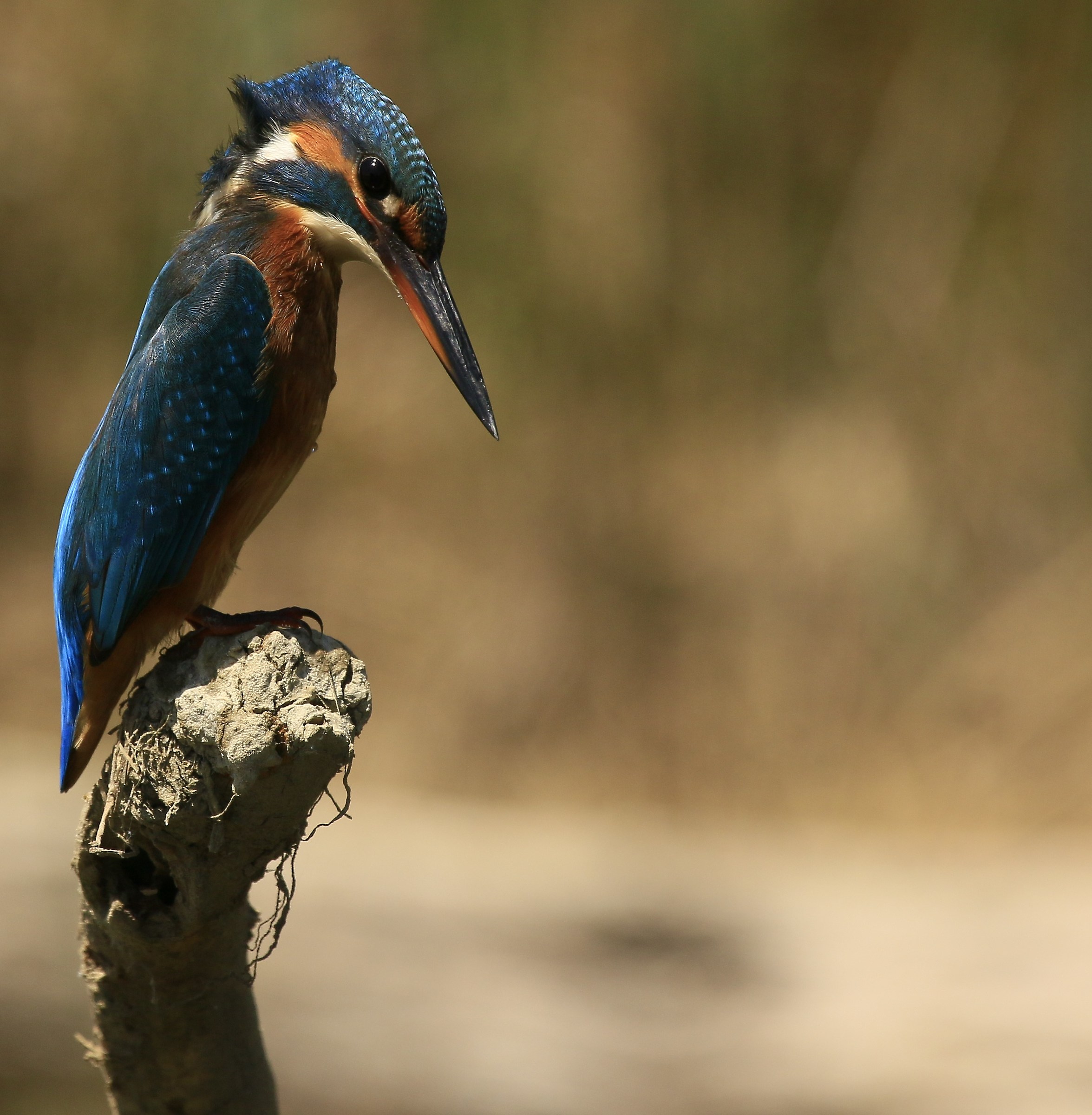 Kingfisher: This Martina has haunted me, a bec