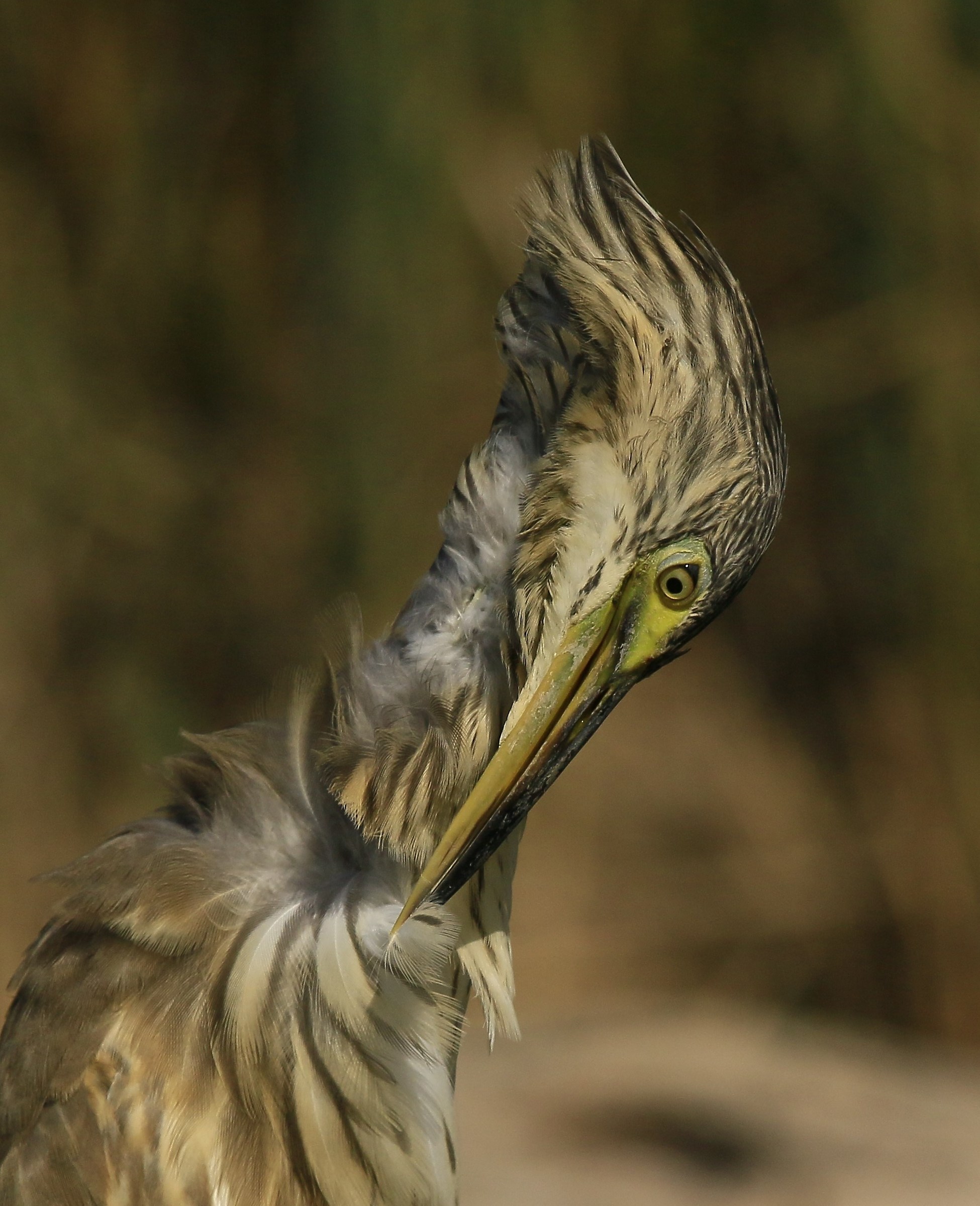 Sgarza Ciuffetto 2016: Managing the hard light