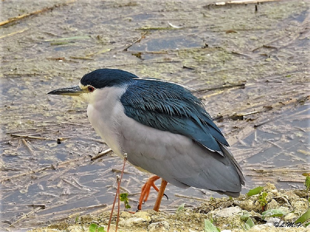 Night Heron