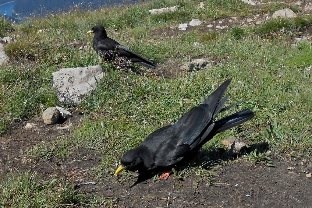 alpine chough