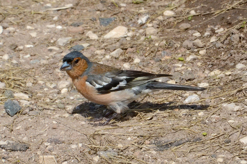 male chaffinch