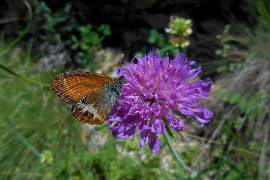 Butterfly on flower