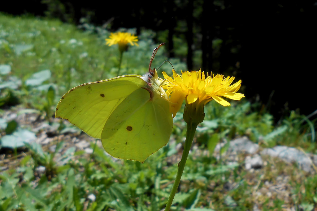 Butterfly on flower