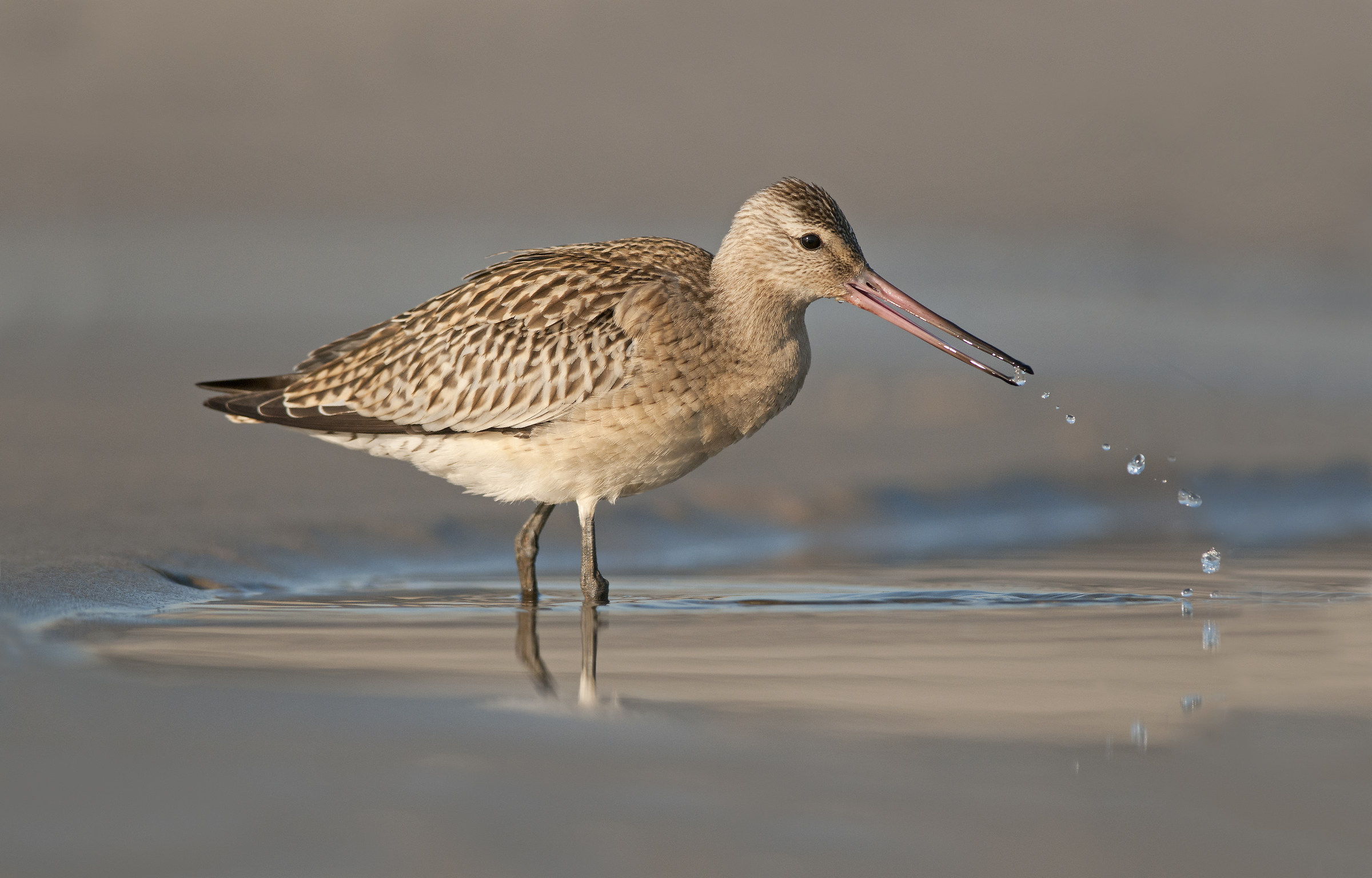 Godwit