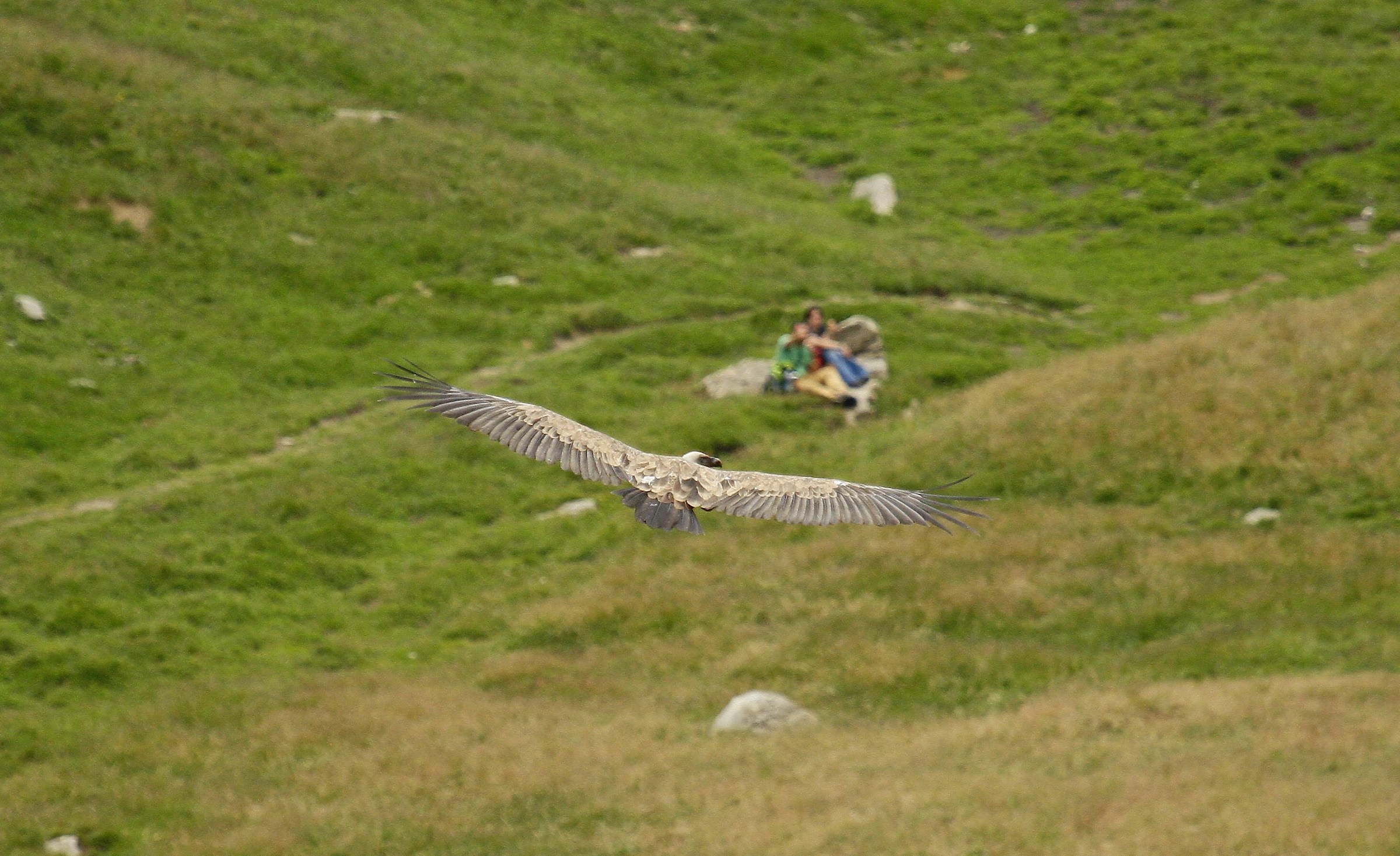 due specie animali a confronto