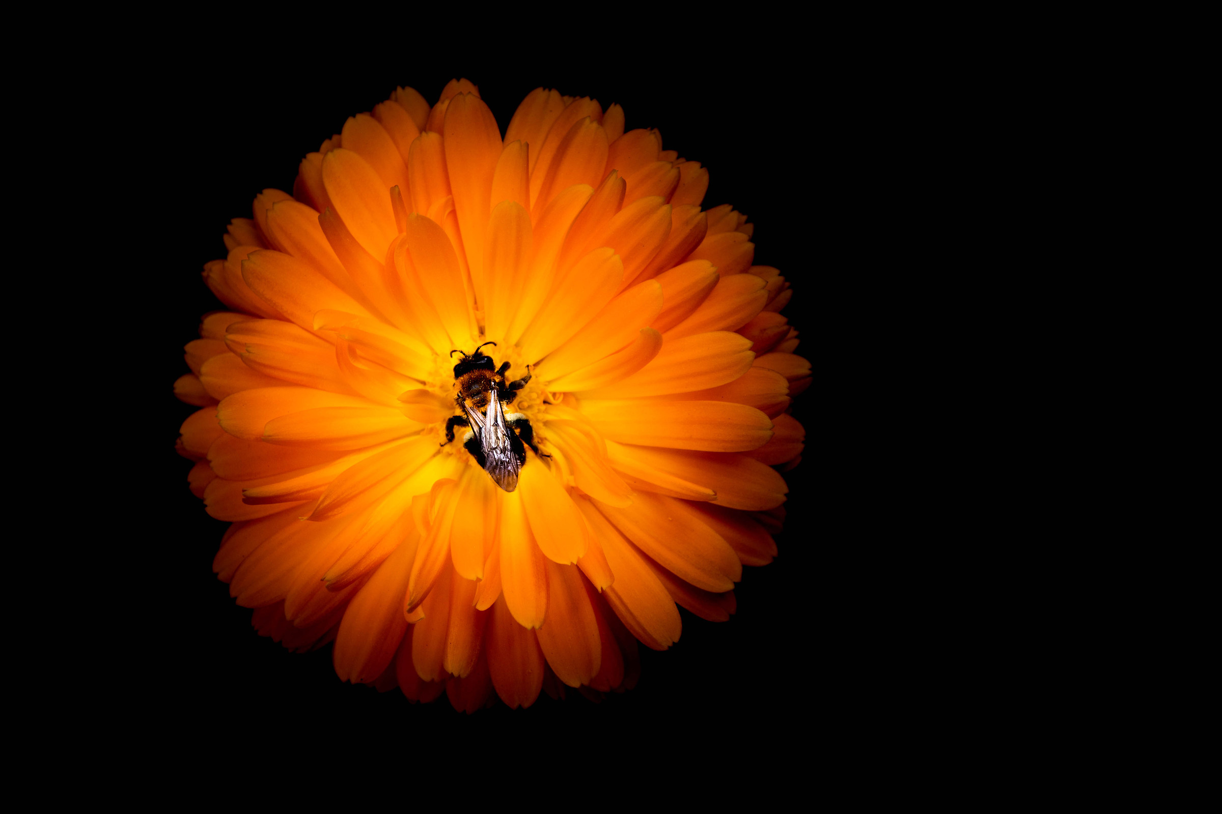 Banchettando con Nectar