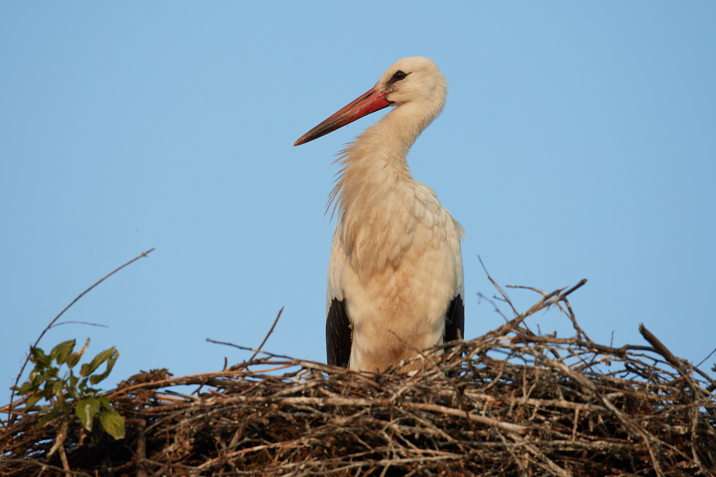 Croatian stork