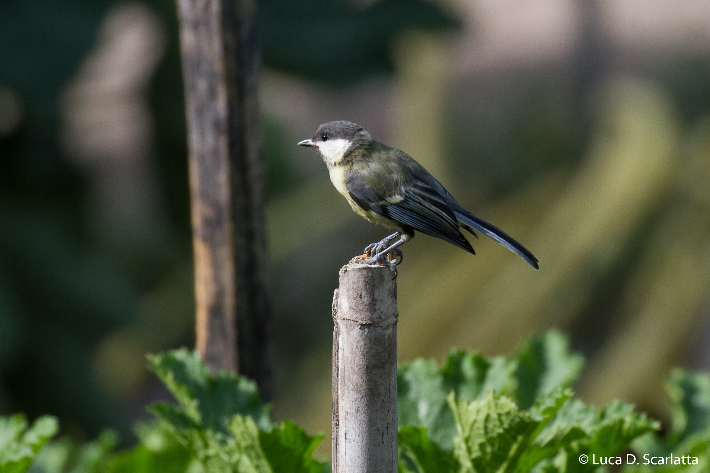 First tests of birdlife