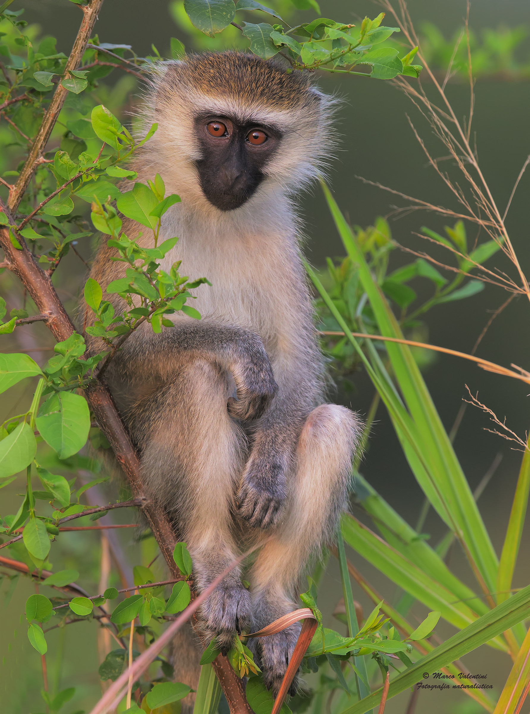 The charm of the Apes