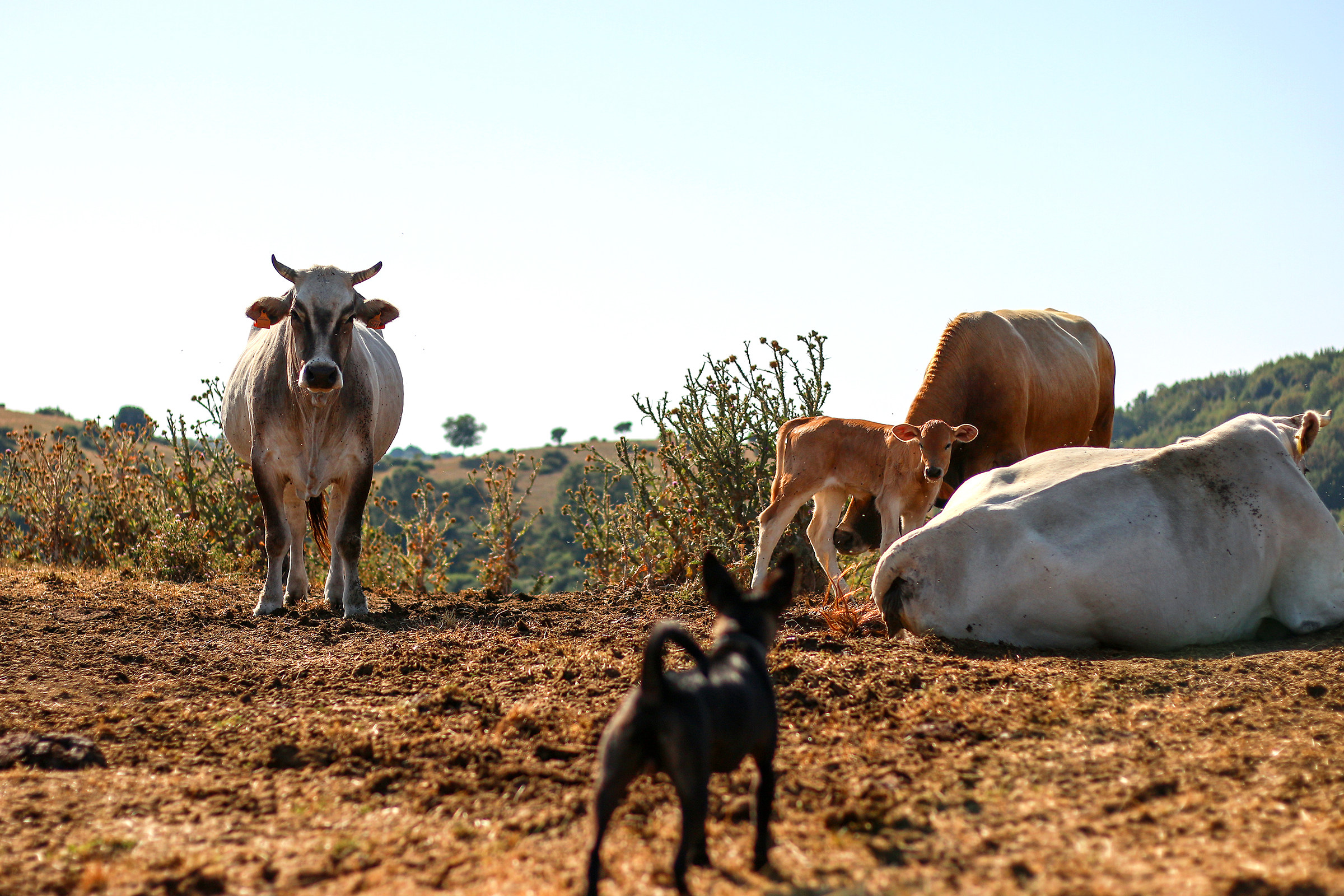 Non Disturbar Toro che Dorme