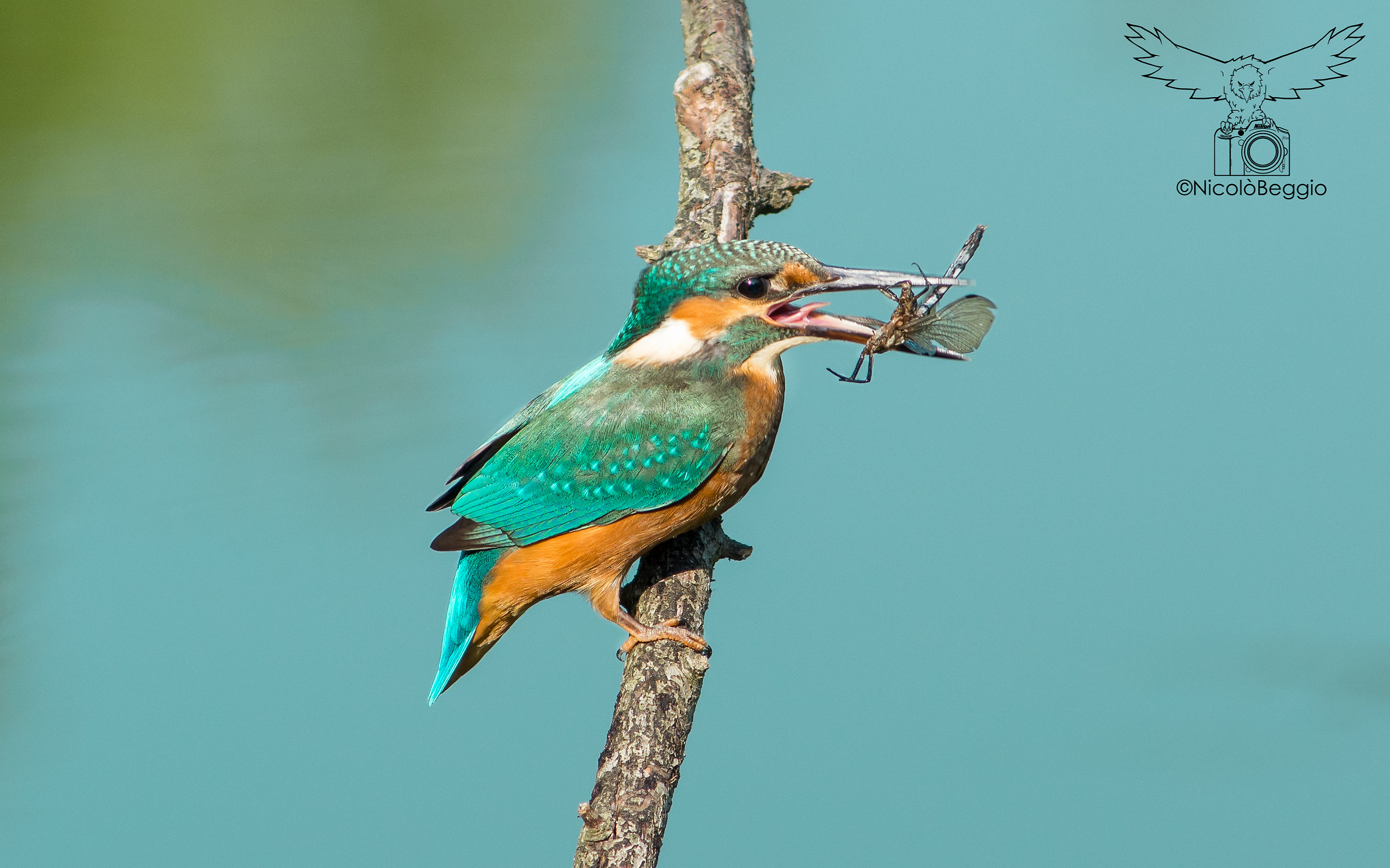 Non solo il re della pesca..