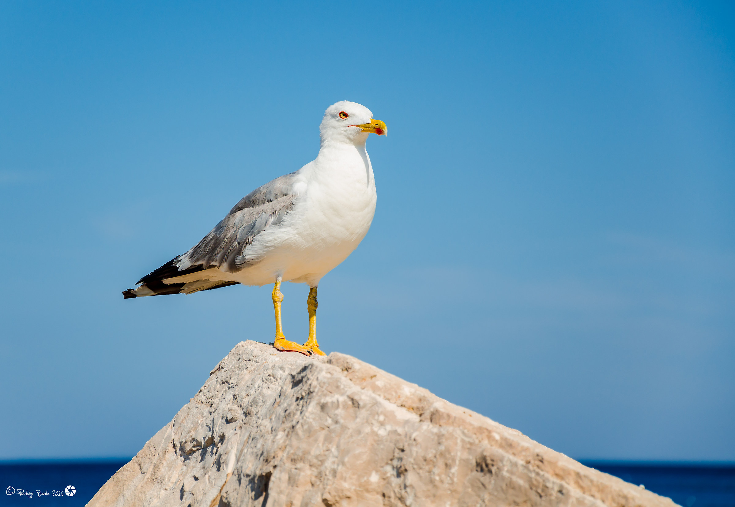 La fierezza del gabbiano