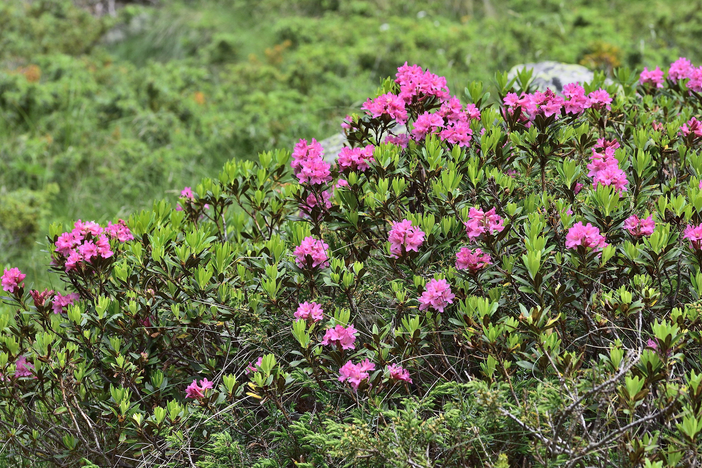 rhododendron