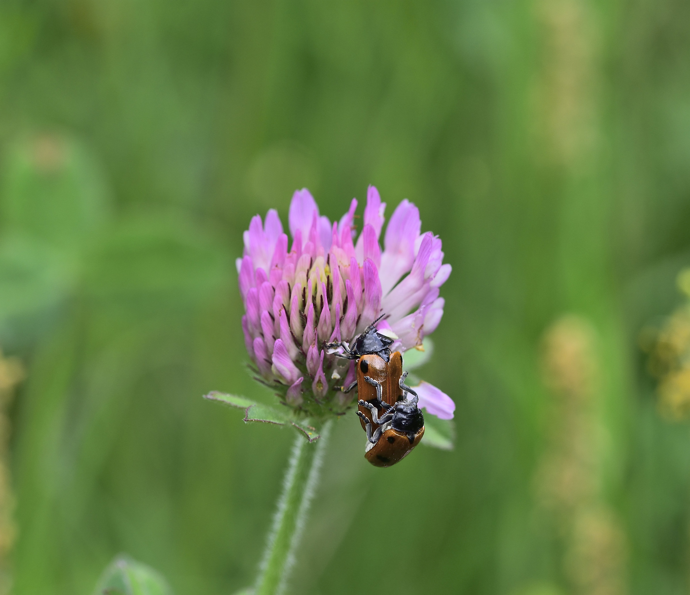 ladybugs with flower unknown
