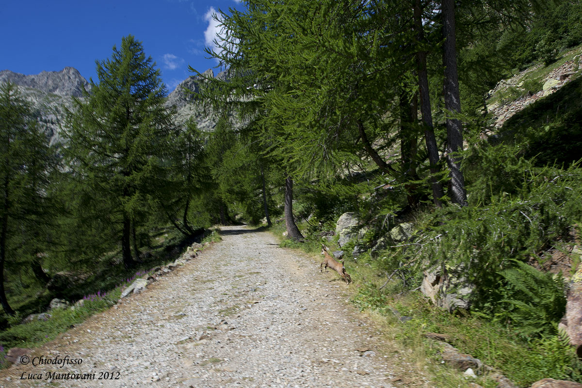 Camoscio con il grandangolo