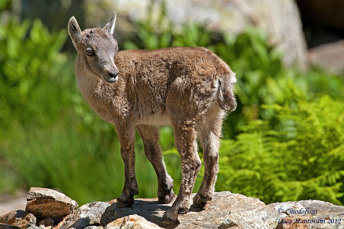Piccolo di stambecco